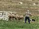 Meeker Classic Sheepdog Championship Trials (美国)